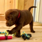 krsn mu a ena tata labradorskho retrvra na prodej.