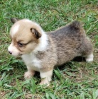 andlsk Pembroke Welsh Corgi tata tata na prodej.