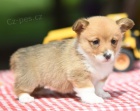 tata Pembroke Welsh Corgi na prodej.