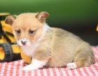 tata Pembroke Welsh Corgi na prodej.