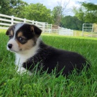 tata Pembroke Welsh Corgi na prodej.