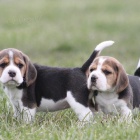 trikolorn beagle