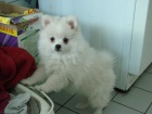 Krsn Pomeranian tata s PP