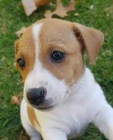 vynikajc tata Jack Russell