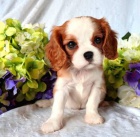 Cavalier King Charles k dispozici *