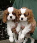 Cavalier King Charles k dispozici *