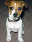 vynikajc tata Jack Russell