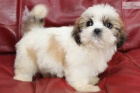 lika tat shih tzu