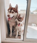 Sibisk husky k adopci