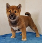 tata Shiba Inu jsou nyn k dispozici pro peskupen.