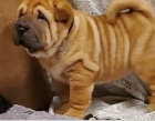 tata Shar-Pei jsou pipravena k adopci.