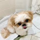 l tat shih tzu,