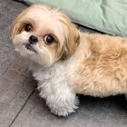 l tat shih tzu,