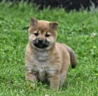 tata shiba inu