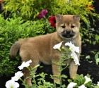 tata shiba inu