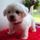 Bichon frize