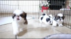 ttka SHIH TZU