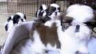 ttka SHIH TZU