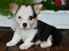 krsn a rozkon Pembroke Welsh Corgi tata tata na prodej.