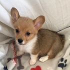 roztomil tata Pembroke Welsh Corgi Puppies na prodej.