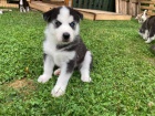 Husky tata, siln s rodokmenem