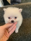 mini pomeransk tata na prodej.