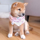 tata shiba inu na prodej