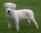 dogo argentino tn