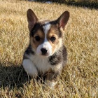 krsn a rozkon Pembroke Welsh Corgi tata tata na prodej.