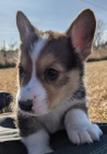 krsn a rozkon Pembroke Welsh Corgi tata tata na prodej.