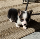 mini Pembroke Welsh Corgi Puppies tata na prodej.