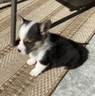 mini Pembroke Welsh Corgi Puppies tata na prodej.