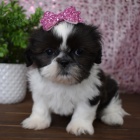 SHIH TZU tata