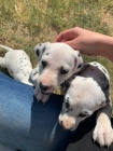 DALMATIAN / DALMATIAN