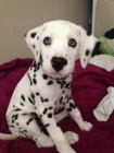 TATA DALMATIAN