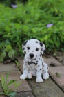 TATA DALMATIAN