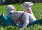 KRSN TATA DOGO ARGENTINO