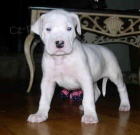 dogo argentino tata k adopci