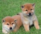 sladk a rozkon tata shiba inu.