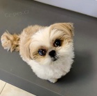 lika tat shih tzu lika tat shih tzu