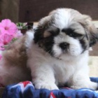 Roztomil shih tzu