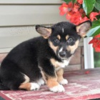 Sladk Welsh Corgi