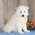 Sladk Samoyed