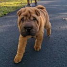 2 Shar Pei tata k dispozici kontakt pro vce informac a obrzk