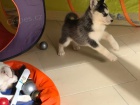 modr oi ttka sibiskho husky pro adopci. kontakt pro vce informac a obrzk