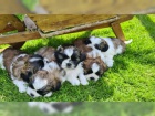 istokrevn tata Shih Tzu