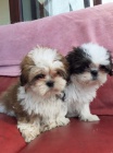 Samci a samice tata Shih-Tzu