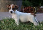 Rozkon tata Jack Russell jsou pipravena k adopci.