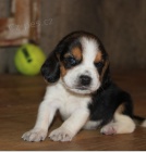 Beagle ttka jsou pipravena poznat nov rodiny.