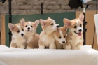 Welsh Corgi Pembroke tata 